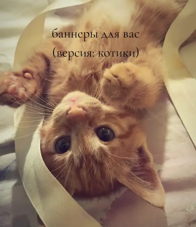 баннеры с котиками🤎 завтра может будут еще баннеры #банеры #рекомендации #залетимврек 