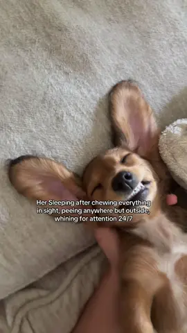 If you want a baby just get a dachshund 🫩 #dachshundsoftiktok #minidachshundpuppy #perritostiktokers #atlanta 