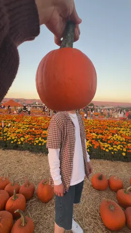 Pumpkin patch date 🎃🍂🧡  #fall #pumpkinseason   #coupletrend #pumpkinpatch 