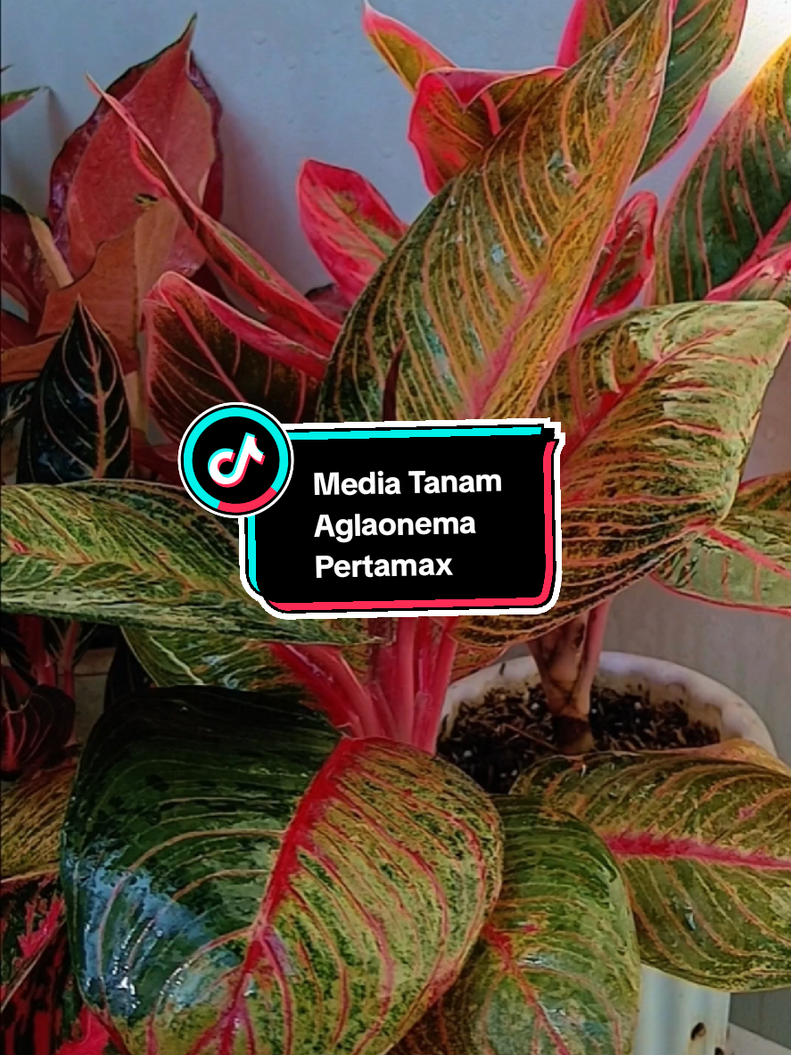 Aglaonema tumbuh subur dimulai dari media tanam yang tepat.  #omahobama #aglonema #aglonemaindonesia #aglaonema #mediatanamaglonema 