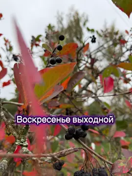 Воскресенье выходной 💚 #воскресенье #выходной #растениябеларусь 