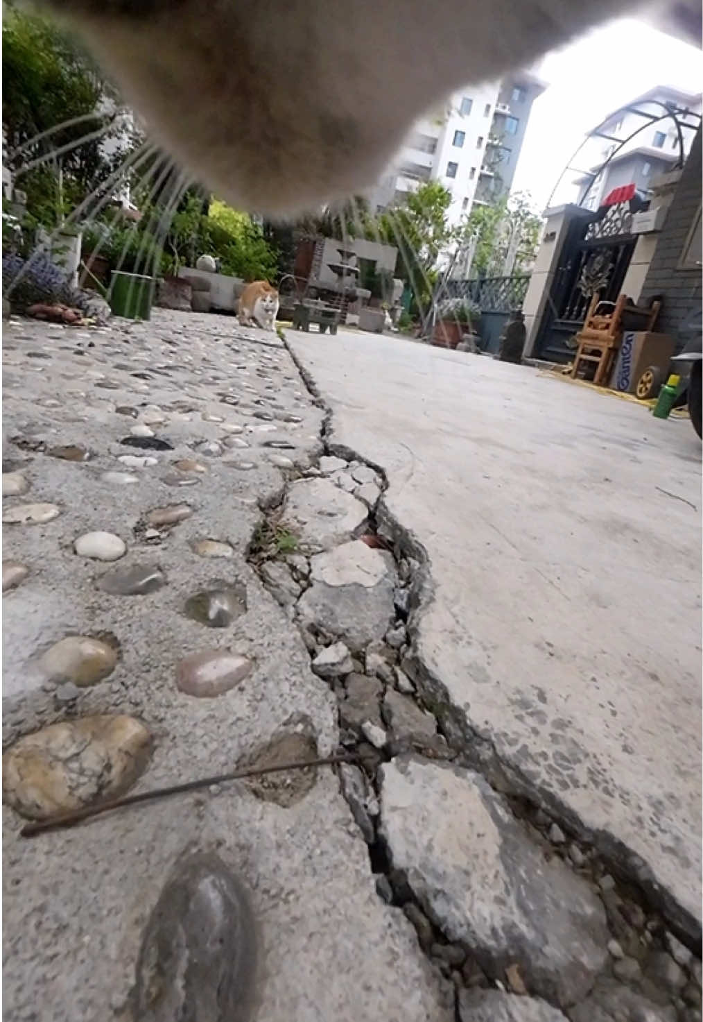 Maxwell stays home, Dou Juan is in charge. Xiaomei got chased up the tree 😼#cats #funny #catsoftiktok 
