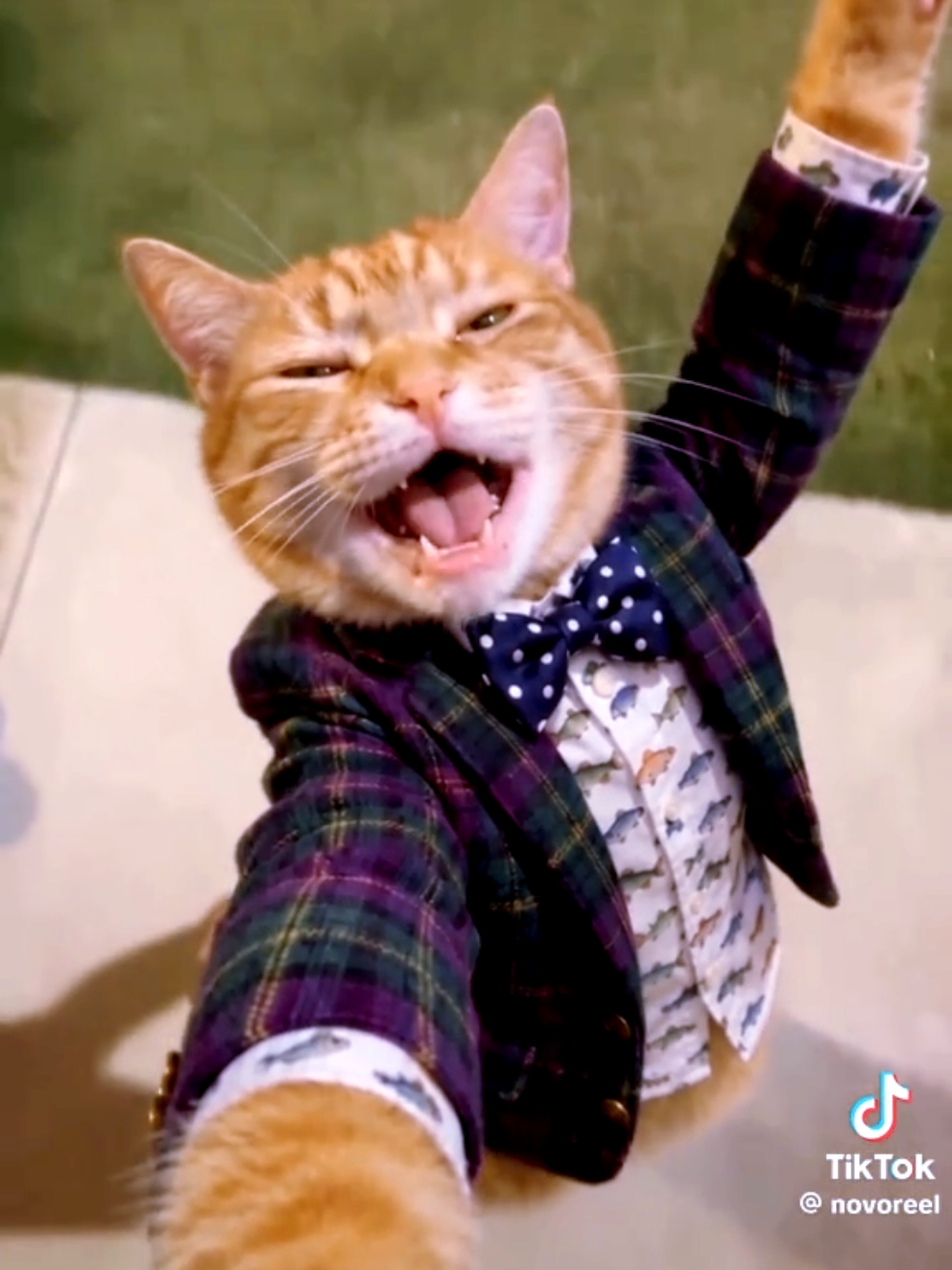 Akon I wanna  love You  #v #cat  #akon #fy #funnymemes 