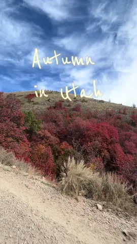 I love fall….but not these temps though. It’s not supposed to feel like summer. #utah #fallvibes #blackcat #utahcheck #autumnleaves 