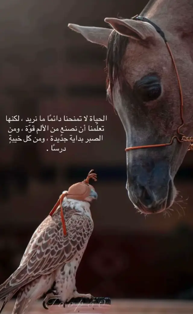 كُن مفرطاً فيمـا يمنح روحك الحياة، ‏فبعض الشُّعور لا يُفسَّر... بل يُعاش❣️❣️ #صباحياتي🌸🎼 #بوح_اخر_اليل #بعثرة_خواطر 