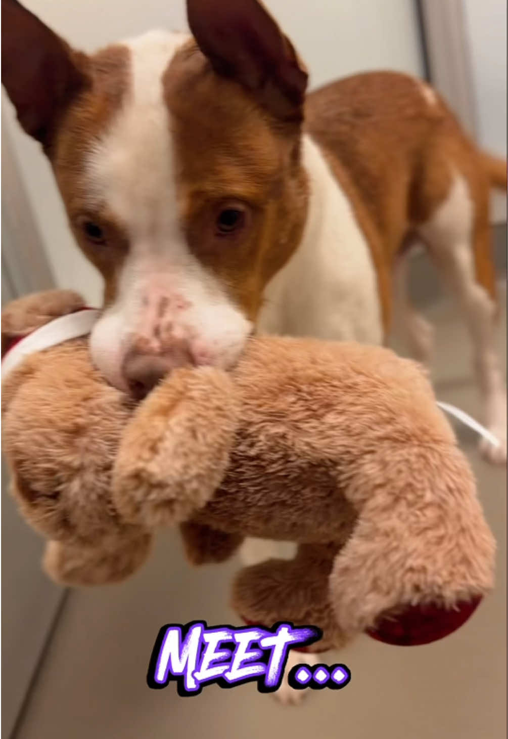 ADOPT these DOGS from the @SPCA of Texas 