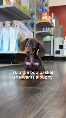 Flowers die. Candy disappears. Puppies give kisses. Just saying 🤭🐶  #PuppyTok #Dachshund #FYP #PuppyLove #HalloweenTok
