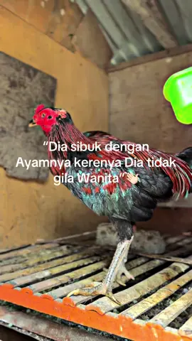 #lewatberanda #hobiayam #bibitsendiri🐔 #ayamandalan💥 #fyp 