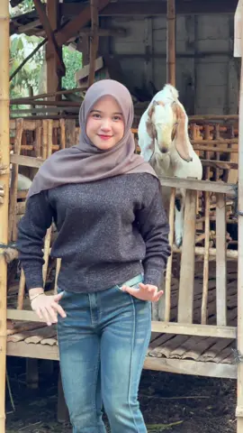 Kambing ngikut aja 😭 #heyhest #heyhestcantik #soundviral #fyp #trend 