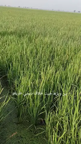 پن ويڙھ