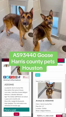 A593440 Goose is at Harris county pets 