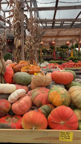 hey pumpkin 🤎🎃🍂 #fall #pumpkinseason #october #autumn 