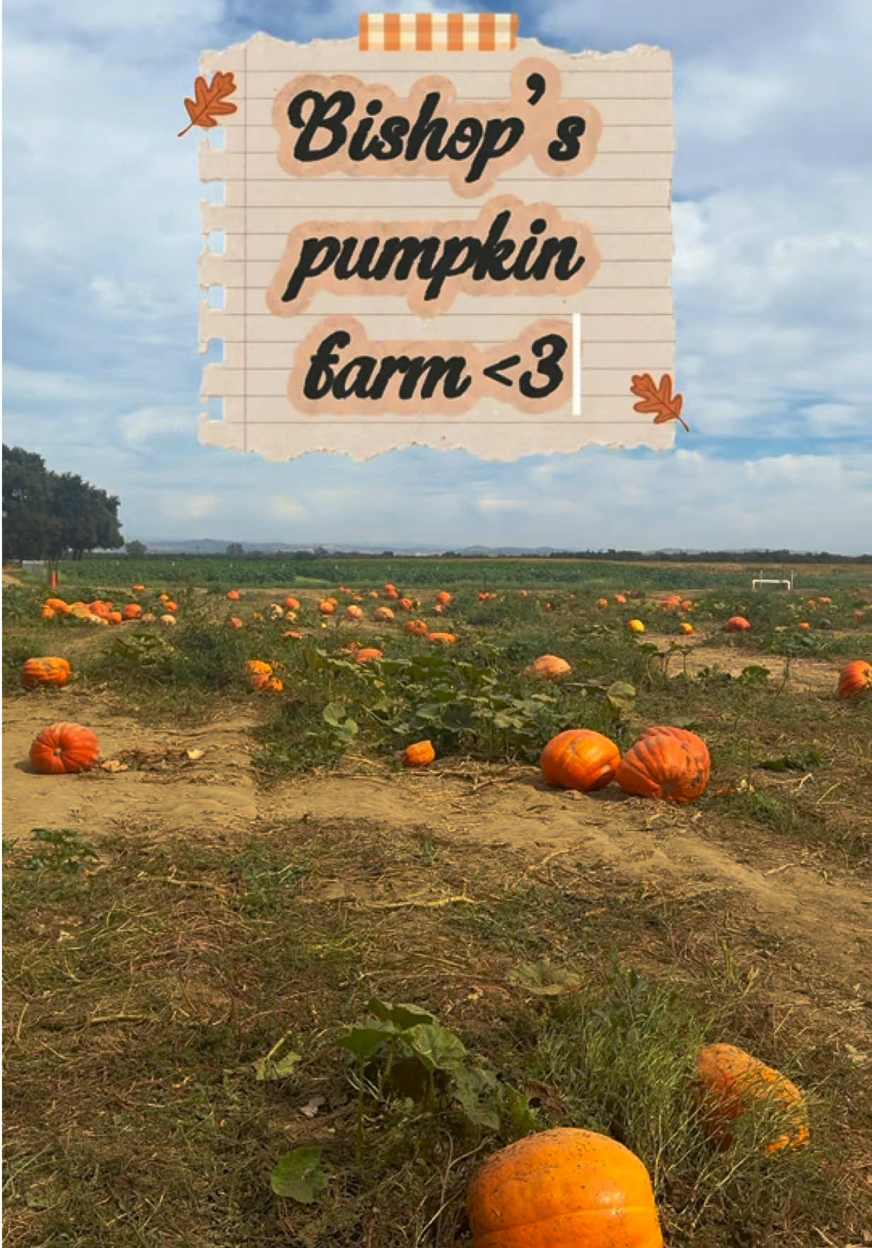 a day at bishop’s 🎃🧡🍂 fyi parking on weekends is $20 per vehicle! the hay ride was free tho so that was sooo fun 🫶🏼  #fyp #pumpkinpatch #bishops 