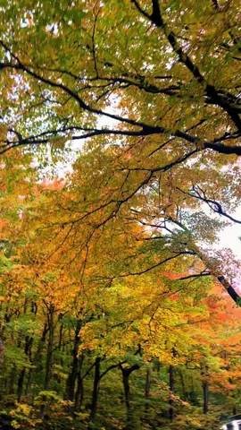 nothing else quite like Vermont in the fall 🍁🍂 #fyp #stowe #vermont #fall #leaves 