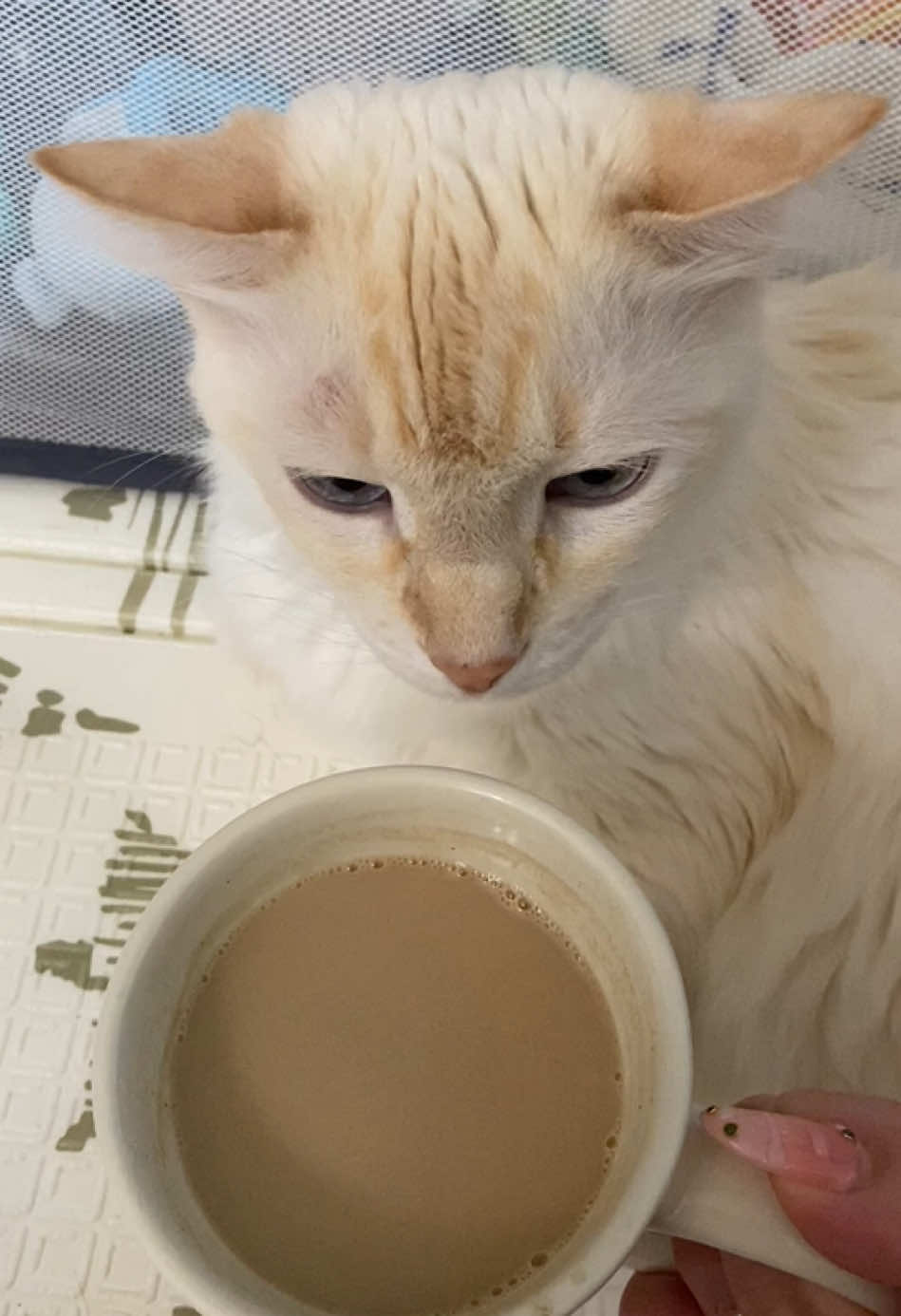 Loving this mushroom instant coffee!! So easy and yummy! Sushi and friends approve too ☕️ #coffee #coffeetiktok #catsoftiktok #ryze #cattok 