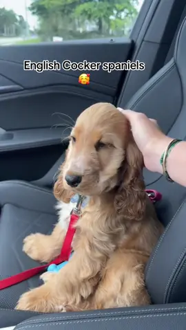 @cocker_pups_for_adoption 