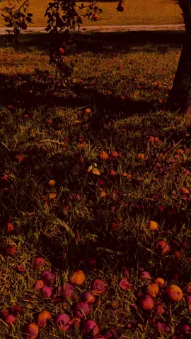 #creatorsearchinsights #fall #pumpkinseason #nature #fypシ 