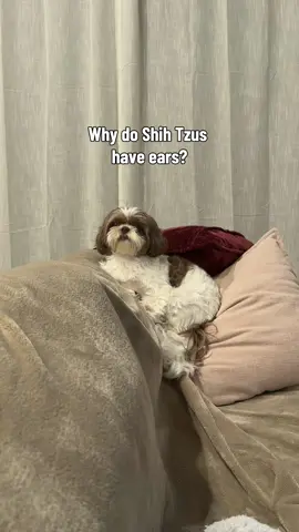 Genuinely asking #dogtok #shihtzu 
