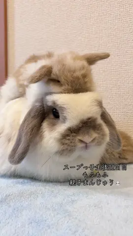 スープっ子生後22日目♡スープ親子まんじゅう🐰#うさぎ #rabbit #ホーランドロップ #shorts #rabbitsoftiktok 