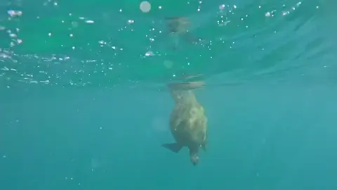 #hawaii #fyp #turtle #ocean #animals