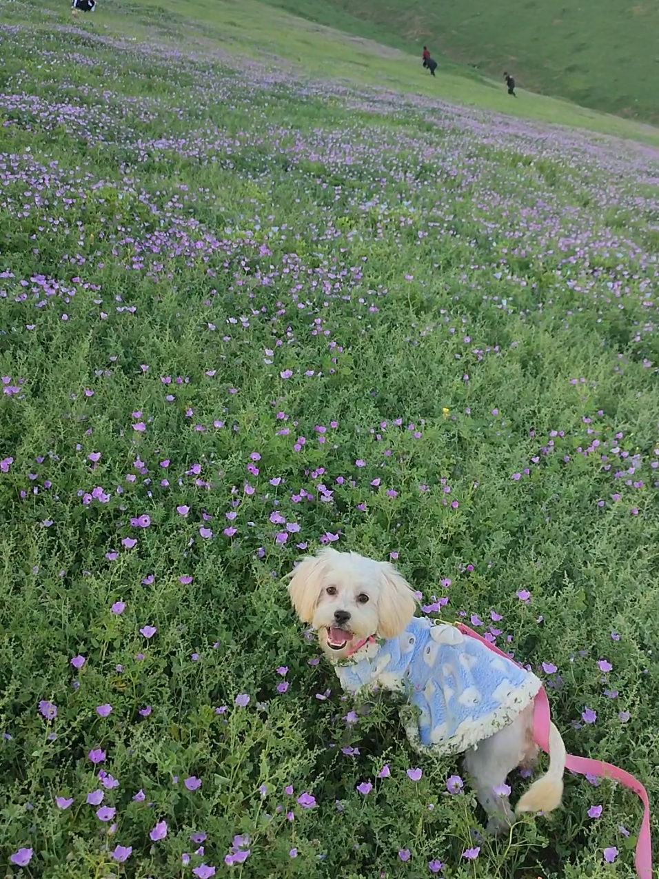 La amoooo💜🌷 Mayita es mi luz❤️🐶#bichonmaltes #cachorro #perro #bichonmaltese #naturaleza 