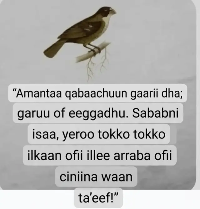 nama kamiifuu amantaa  guutuu kennuun jireenya keessatti midhaa guddaa fida of eeggannoo kee kaffalti qaalii sin gaafatu garuu sii baraara!🦅💔 #OromooQuotes#wisdom#lifeslrssons#oromotiktok 