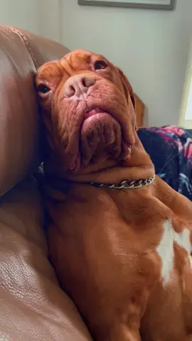 Yeah, so I won’t be getting anything done today…😍 #doguedebordeaux #ddb #FrenchMastiff #fyp 