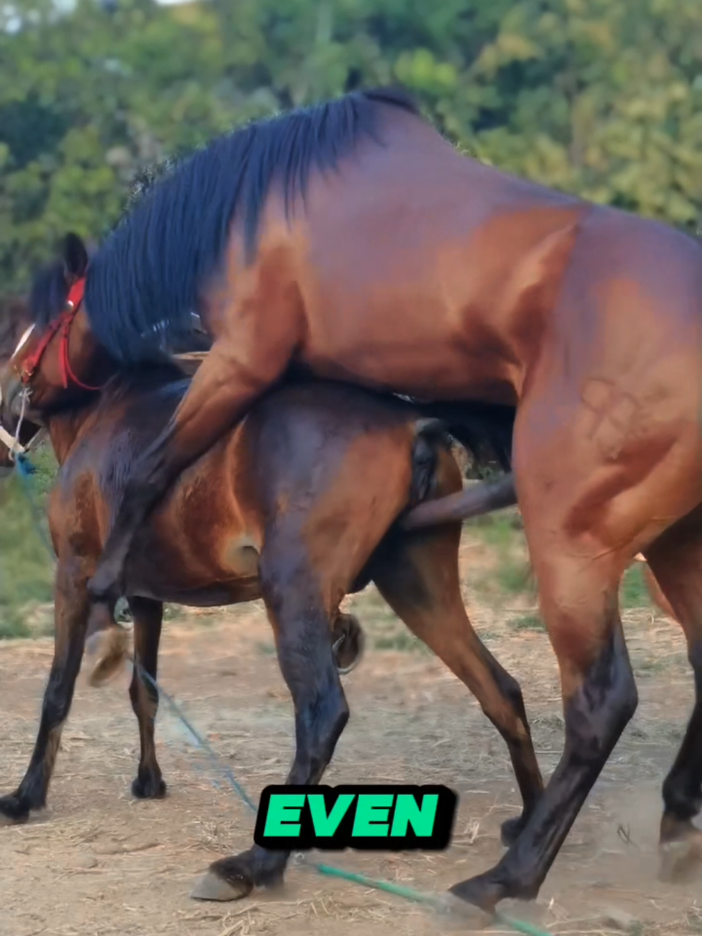 Born to Be a Champion? 🐎 #horsefacts #horsebreeding #racehorses #horsegenetics #foal #equestrian #HorseRacing #equine #horselovers #AnimalFacts 