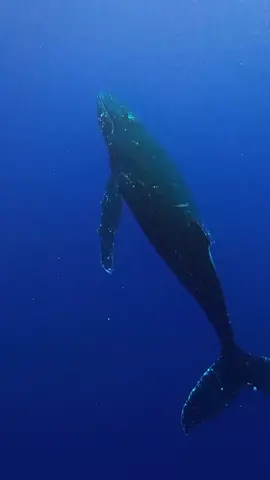 Imagine hearing a humpback before you can even see it… 🐋🌊 #HumpbackWhale #WhaleSounds #MarineLife #OceanAnimals #AnimalFacts