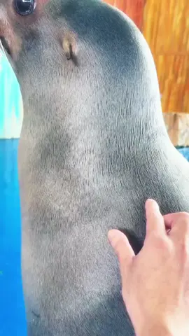 This Sea Lion Was Not Happy 🦭