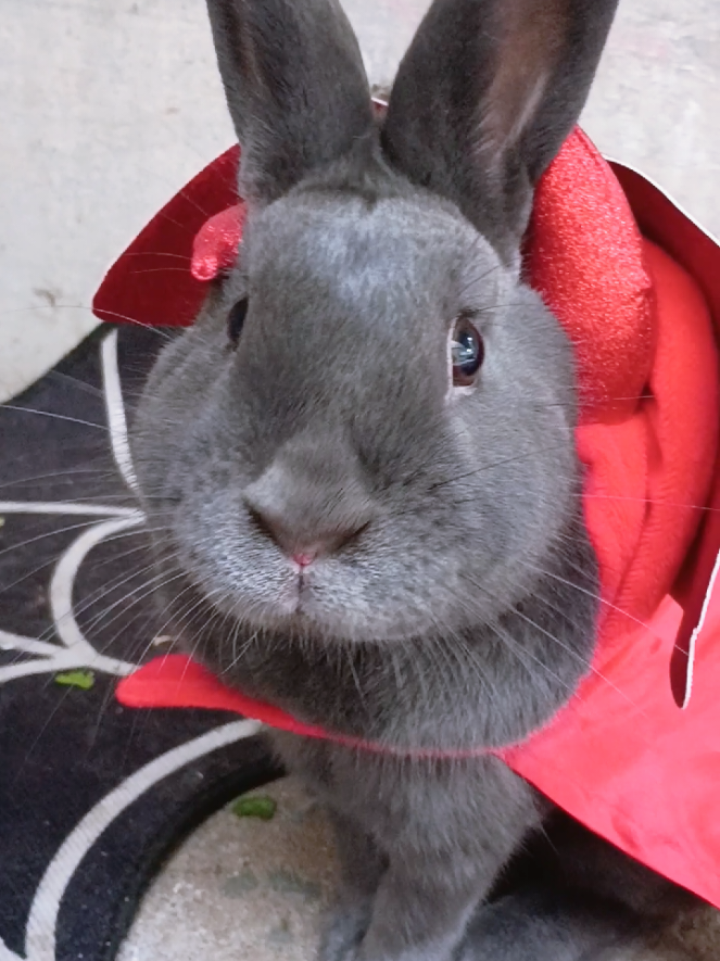 well hello... join me!! on the furry dark side. #halloween #spookyvibes #rabbit #petbunny #costumes 
