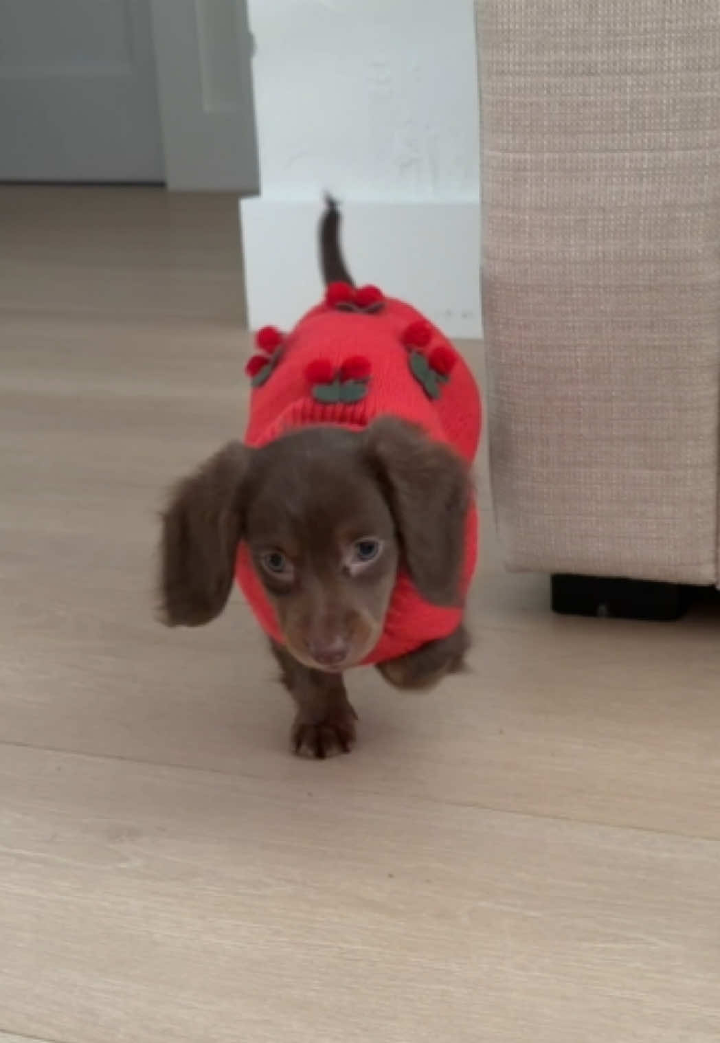 Dovie’s first sweater.. she’s not a fan 😂🫣 #doviethedoxie #puppylife #doxies #minidachshund #longhaireddachshund 