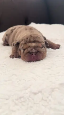 Meet Sprinkles 🩷 follow us for her daily adventures #puppy #fyp #puppylife #englishbulldog #Love 
