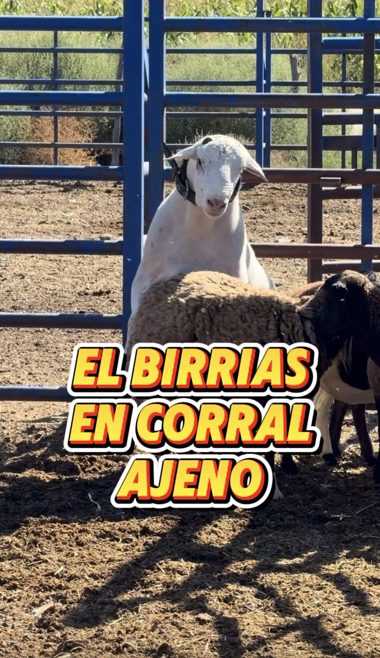 El Birrias en corral ajeno #elbirrias 