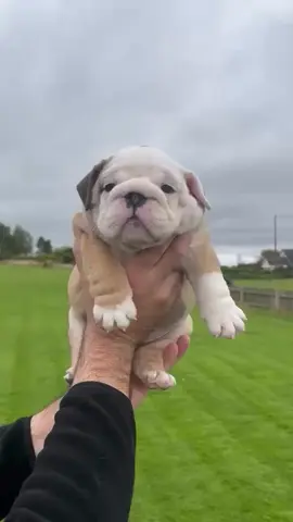 𝐐𝐔𝐀𝐋𝐈𝐓𝐘 𝐎𝐕𝐄𝐑 𝐐𝐔𝐀𝐍𝐓𝐈𝐓𝐘🧬 No to scammers online 📍 USA #englishbulldog #englishbulldogpuppy #englishbulldogs #englishbulldoglover #englishbulldogpuppies                                                     by 