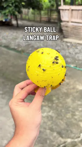 #stickyballtrap #langawtrap #pesttrap #pestcontrol #fruitflytrap 