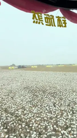 John Deere cotton harvester#cotton #johndeere #cottonharvester #agriculturalmachinery 