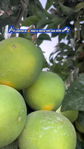 🍊Ya empezó la cosecha de naranja… pero el precio por caja sigue siendo el mismo 🍊#citricos #campo 