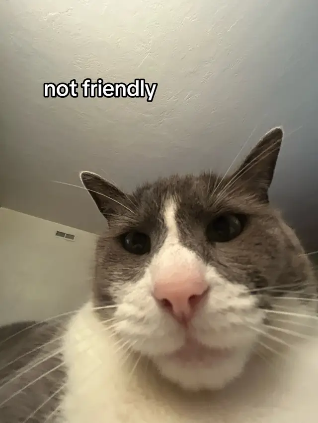 Hi I miss my #cats