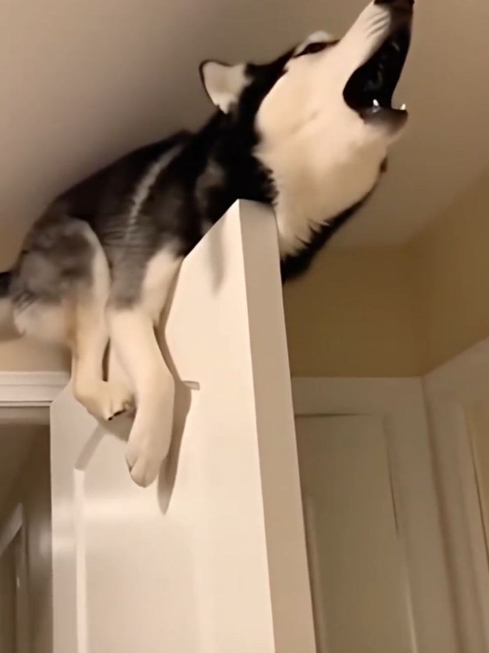 Top 10 most viral and funny moments of dogs 😂😂😂#dog #funnydog #funnyvideo #funny #viral 