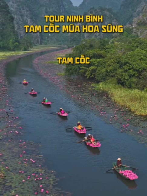 Tam Cốc mùa hoa súng đang vào mùa đẹp, đi Ninh Bình thôi! Hoa Lư – Tam Cốc – Bái Đính – Tràng An, trọn vẹn 2N1Đ cùng Mộc Tourist. #tamcoc #ninhbinh #trangan #baidinh #dulich #tourdulich #muahe #thang10 #foryou #xuhuong #trending #viral #fyp