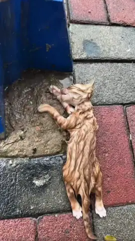 #kitten #kitty #cat #tiktok #rescuer 