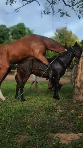 Genetic Secret Behind Champion Horses #horsefacts #horsebreeding #racehorses #horsegenetics #foal #equestrian #HorseRacing #equine #horselovers #AnimalFacts 