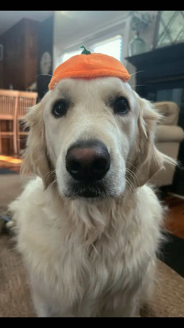 🎃🍁