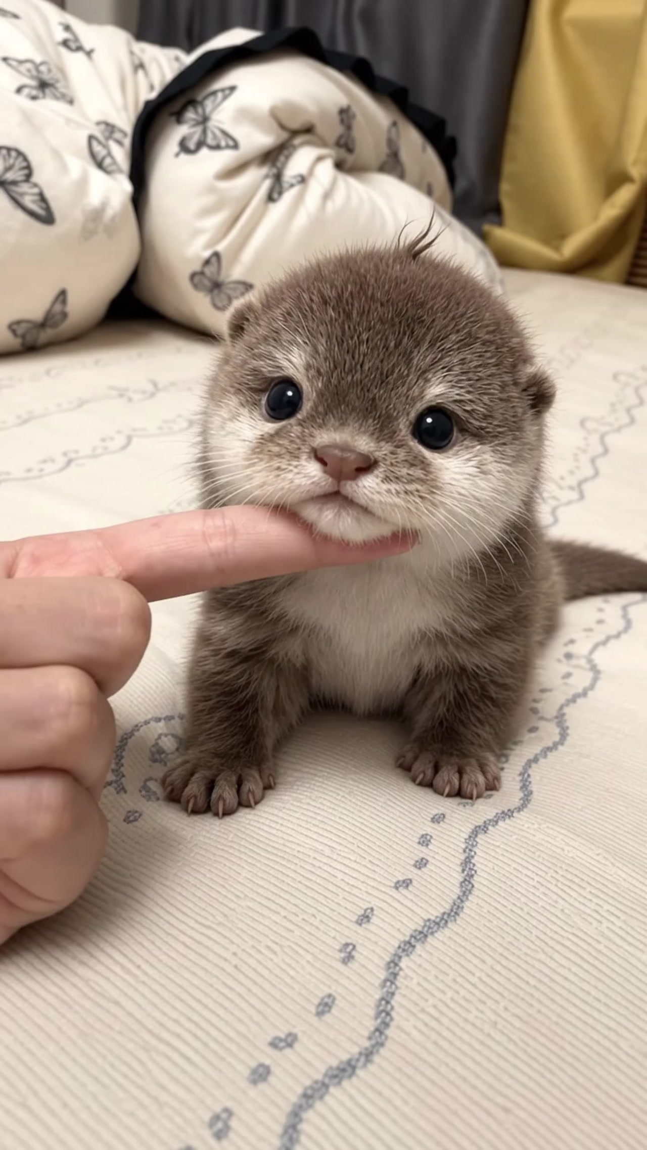 Is this the little animal you’ve dreamed of owning?#otter #babyotter #cuteotter #fyp #fypシ #baby #cute #fpy #viralvideo#fypシ゚viral #fpy #viralvideo#viral  #trending