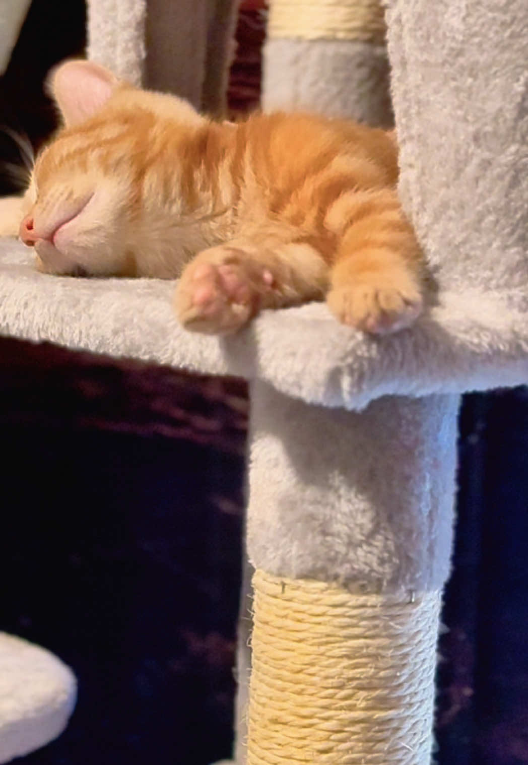 Recharging on the bunk bed for afternoon zoomies 🏎️💨  #sleepycat #sleepingcat #catsoftiktok #cat #cute 