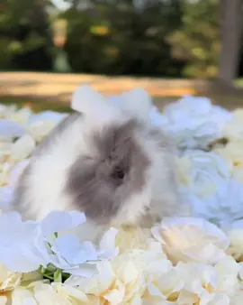 Hello October 🍁🍂#englishangora #fullfaceenglishangora #bunny #BunnyLove #cutepets 