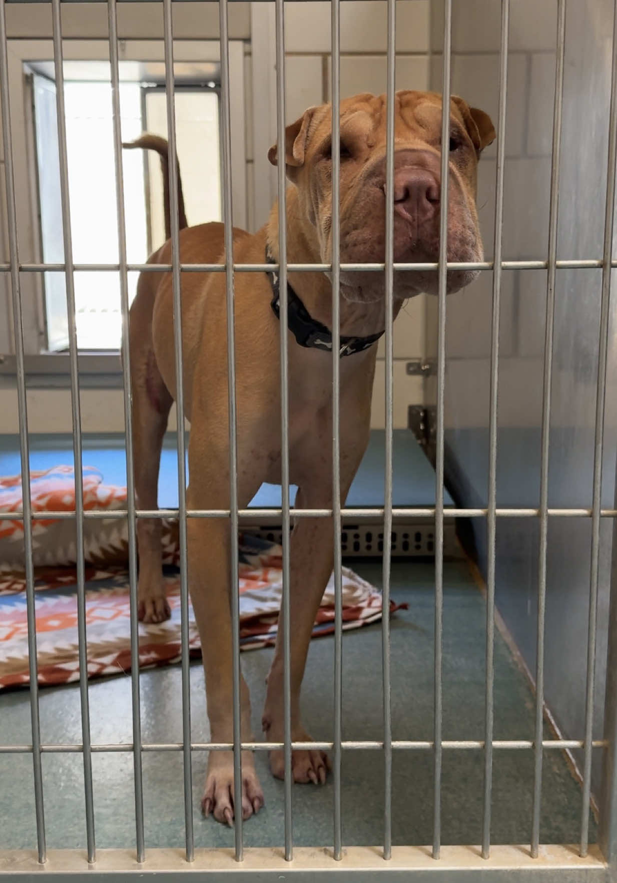 I’ve always had this dream of traveling to different cities just to visit animal shelters and share the stories of dogs in need. Will it ever happen? Probably not, but a girl can dream! 🤭 Every now and then I love getting out and exploring other shelters around Houston. Every shelter operates so differently and there’s always something new to learn. Plus I get to meet some new faces and hopefully help a few pups along the way! Today I visited Pearland Animal Control and Adoption Center and met these three cuties who are all looking for homes! Pups in this video: *A171029 *A169800 *A171068 Pearland Animal Control & Adoption Center @pearland.animalservices  8311 Freedom Dr., Pearland, TX 77584 Phone: 281-652-1970 Email: pearlandpets@pearlandtx.gov #adopt #adoptme #fosteringsaveslives #rescuedog #animalshelter