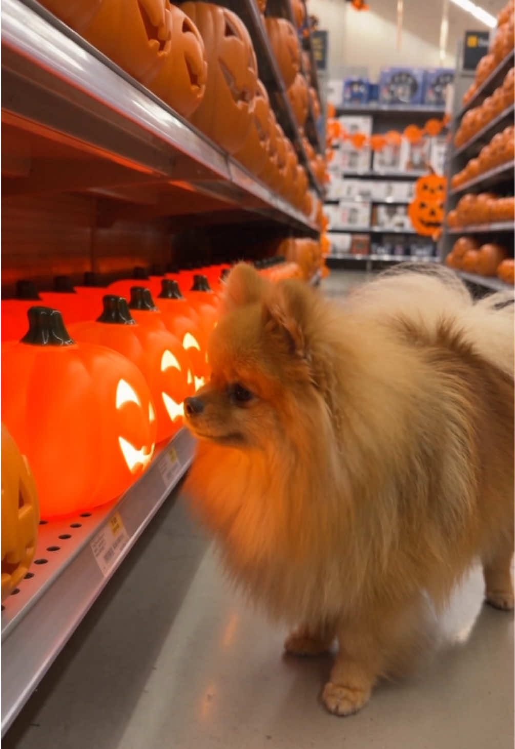 Pumpkin 🎃  #pomeranian #funnyvideos #dog #halloween #pumpkin 