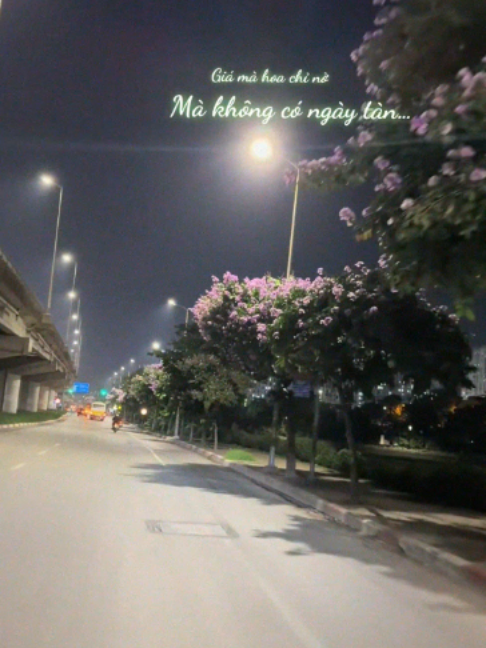 Time Flies Too Fast Almost Flower Season Ended #time #flowers #hanoi #season #nature